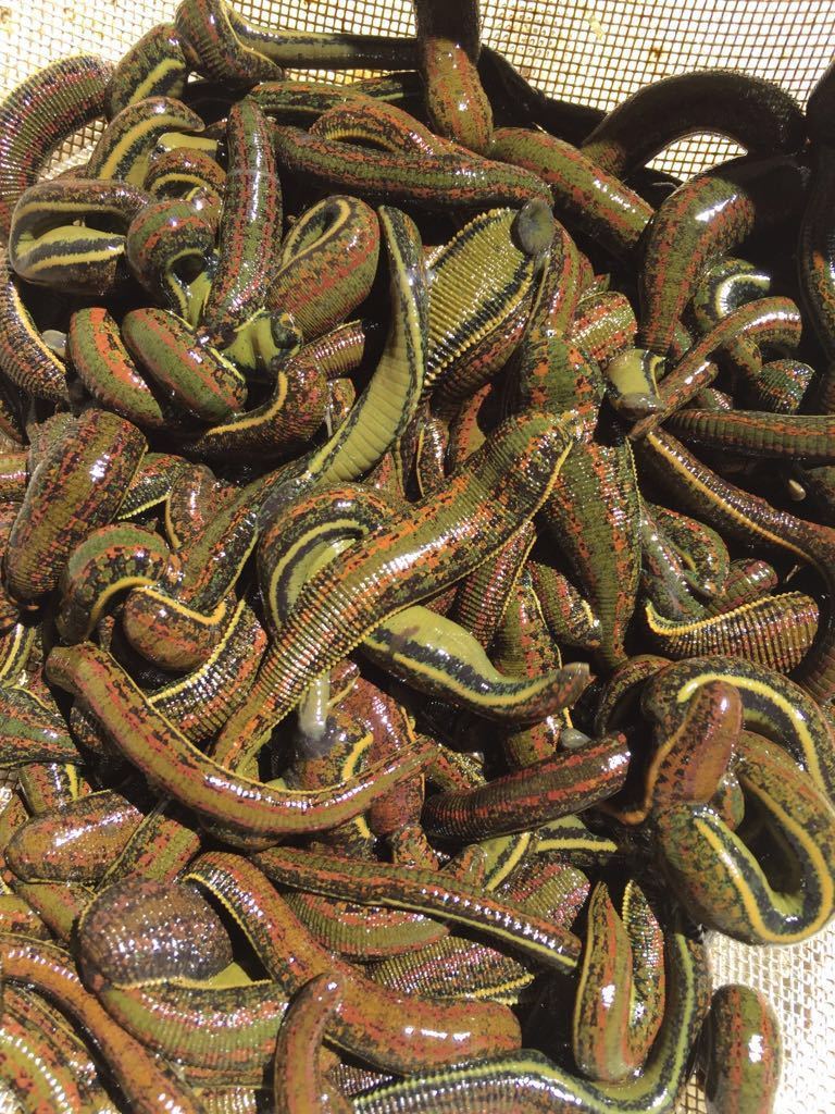 Medical Leeches 200