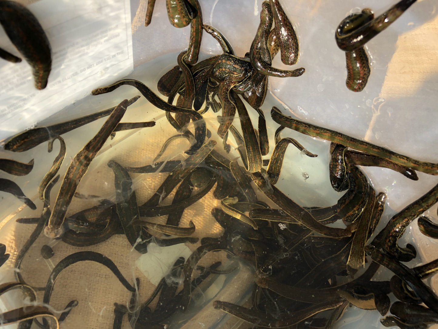 300 Hirudo Leeches