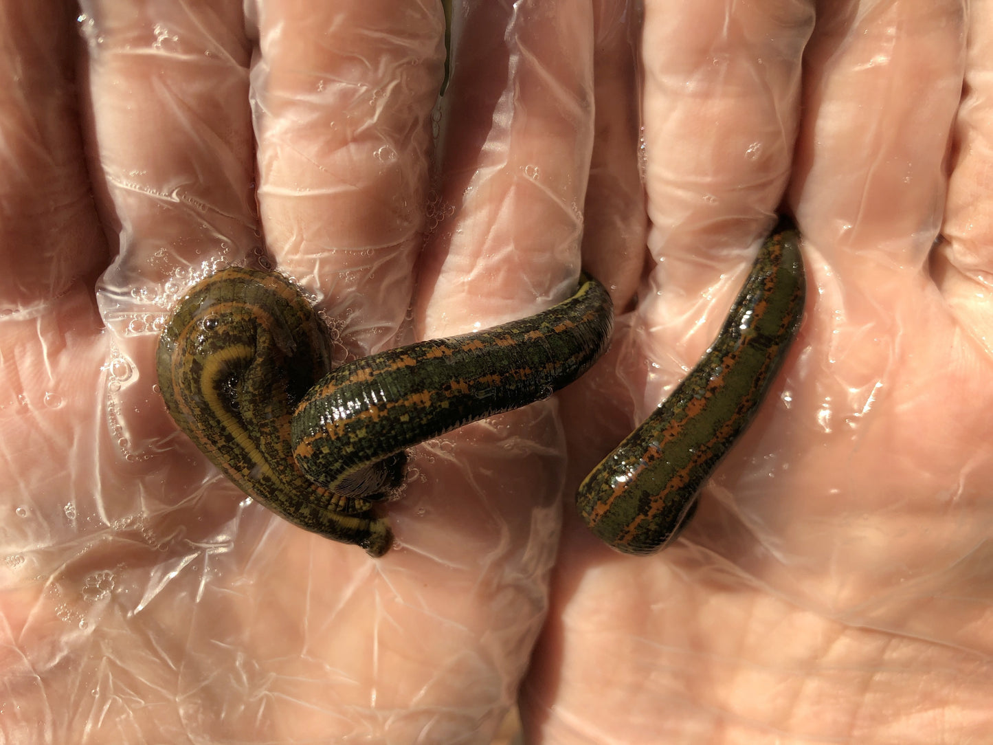 3 Medium Live Leeches