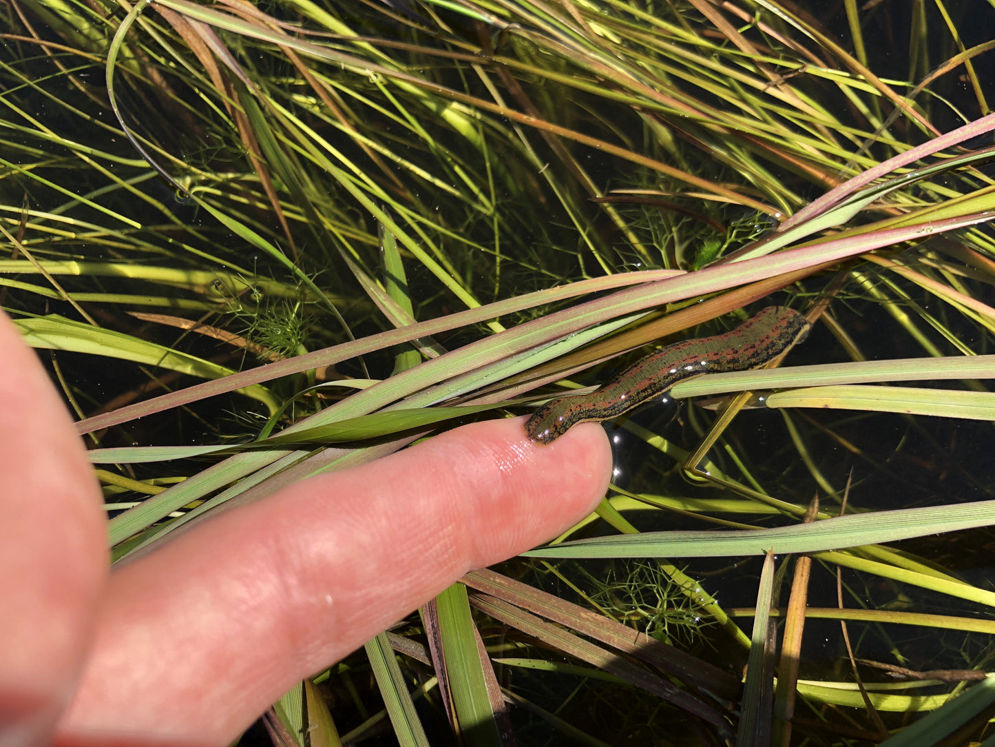 HIRUDO VERBANA "Hungarian Leech"