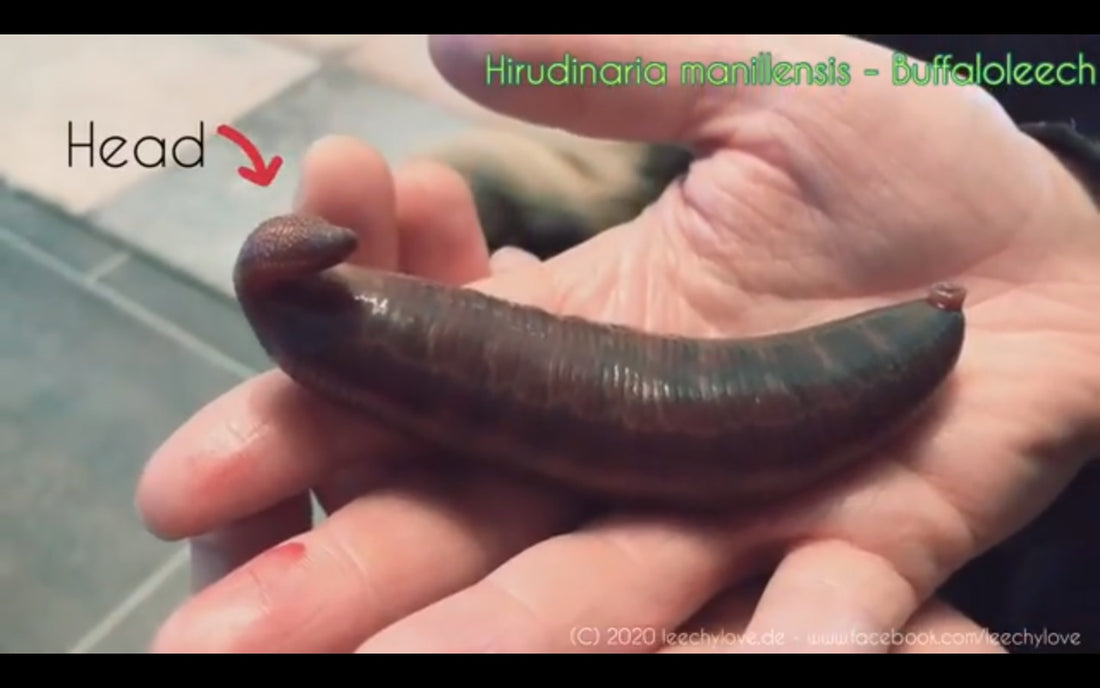 Video: Hirudinaria manillensis - Buffaloleech - short Clip, offspring orange bellied and piano keyed leech