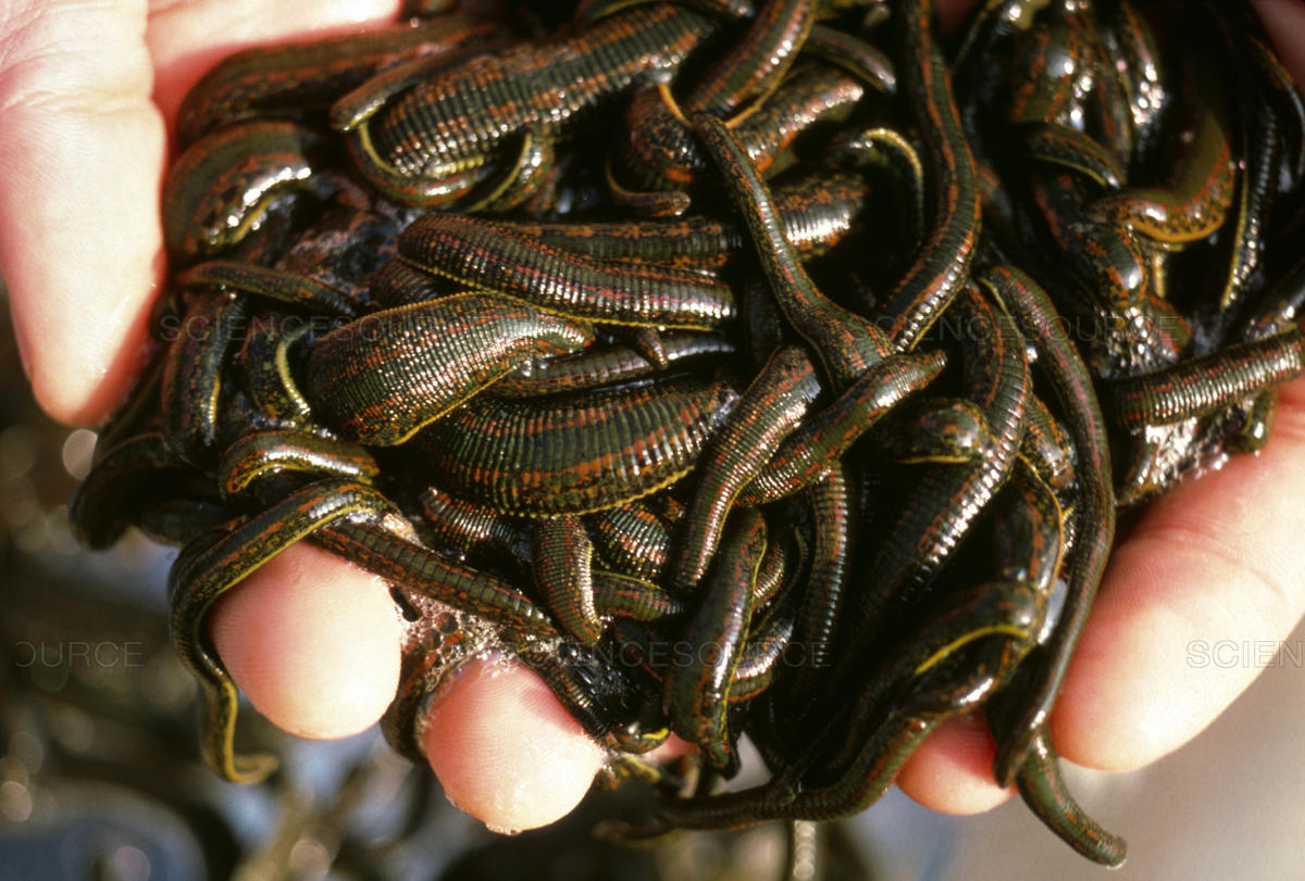 Buy Leeches Wholesale