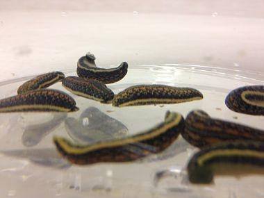 9 Hirudo Leeches Medium-Size