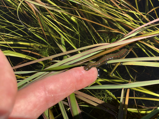 HIRUDO VERBANA "Hungarian Leech"