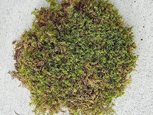 Leech Moss 7 oz